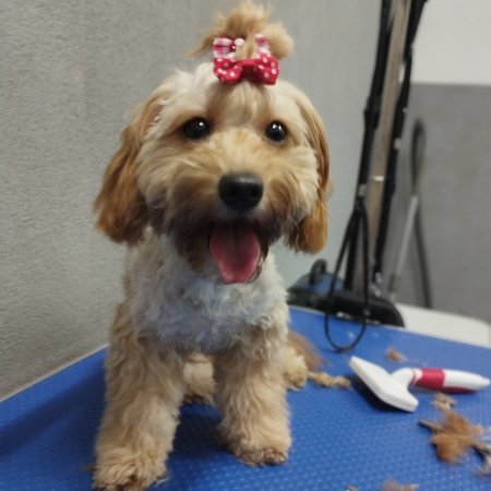 Piesek po pielęgnacji